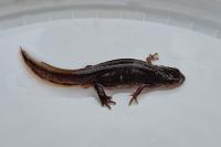 Lissotriton helveticus