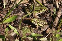 Pelophylax