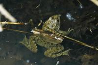 Pelophylax