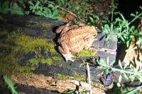 Bufo bufo