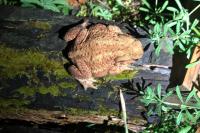 Bufo bufo