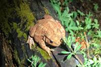 Bufo bufo