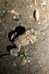 Bufo bufo