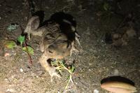 Bufo bufo