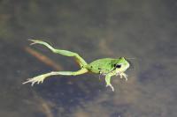 Rainette verte 