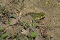 Pelophylax