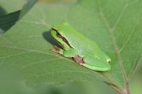Hyla arborea
