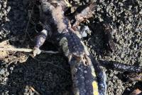 Salamandra salamandra