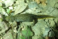 Ichthyosaura alpestris