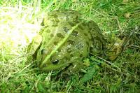Pelophylax ridibundus