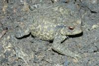 Bufo spinosus