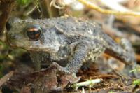 Bufo bufo