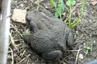 Bufo spinosus