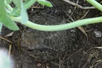 Bufo