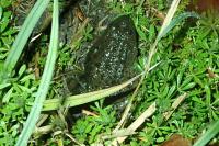 Pelophylax ridibundus