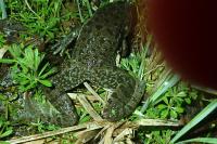 Pelophylax ridibundus