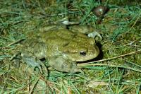 Bufo bufo