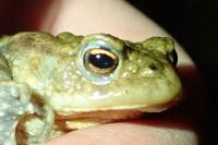 Bufo bufo