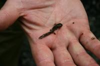 Salamandra salamandra