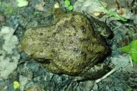 Bufo