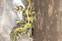 Triturus marmoratus