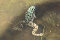 Pelophylax