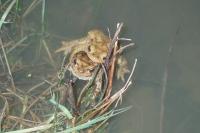 Bufo
