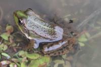 Pelophylax