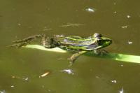 Pelophylax