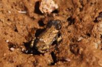 Bufo