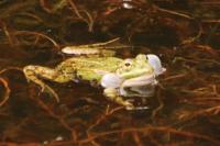 Pelophylax kl. esculentus