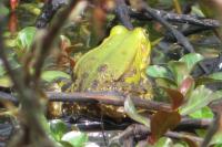 Pelophylax lessonae