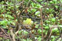 Pelophylax lessonae