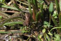Bufo