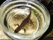 Lissotriton vulgaris