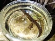 Lissotriton vulgaris