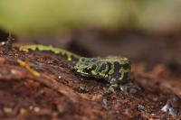 Triturus marmoratus