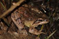 Grenouille agile 