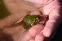 Pelophylax