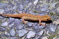 Lissotriton helveticus