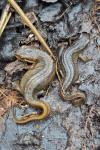 Lissotriton helveticus