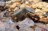 Lissotriton helveticus