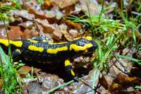 Salamandra salamandra