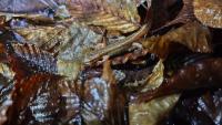 Lissotriton helveticus