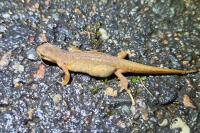 Lissotriton helveticus