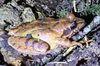 Rana dalmatina