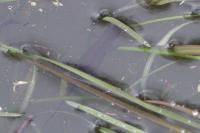 Lissotriton helveticus