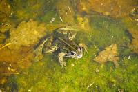 Pelophylax