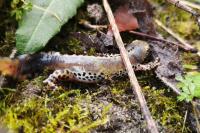 Ichthyosaura alpestris
