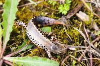 Ichthyosaura alpestris